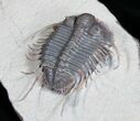 Phenomenal Cyphaspides Trilobite - Free-Standing Spines #11424-1